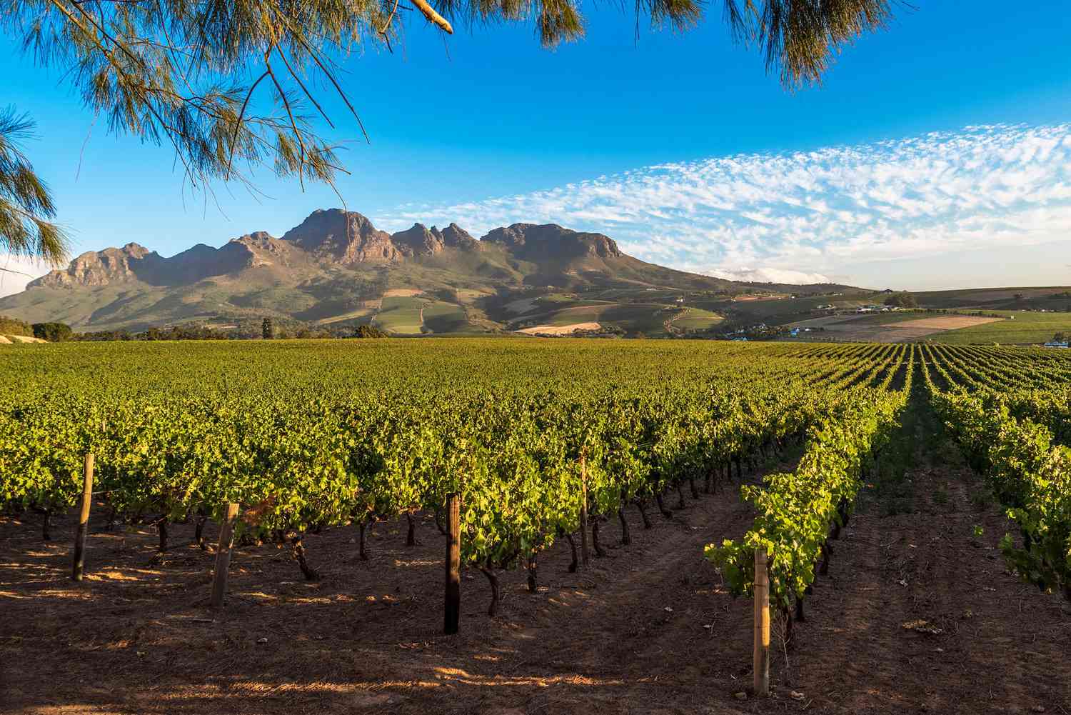 South African Wine